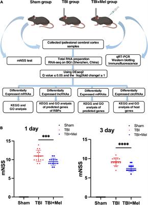 Protective effects and regulatory pathways of melatonin in traumatic brain injury mice model: Transcriptomics and bioinformatics analysis